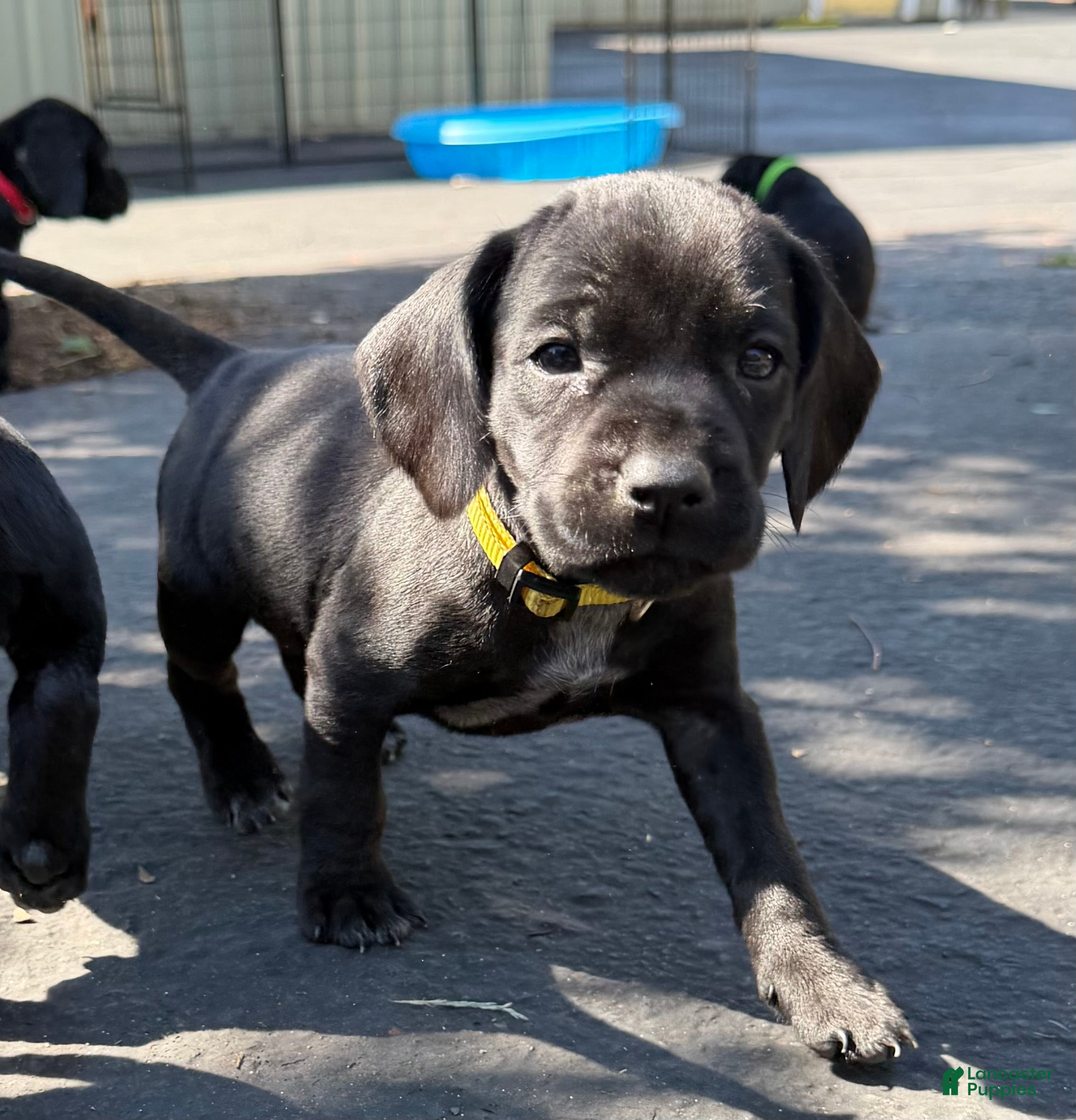 Mixed Breed dogs Yellow - Ad 8