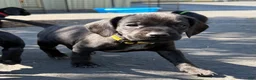 Mixed Breed dogs for sale: Yellow - Ad 1