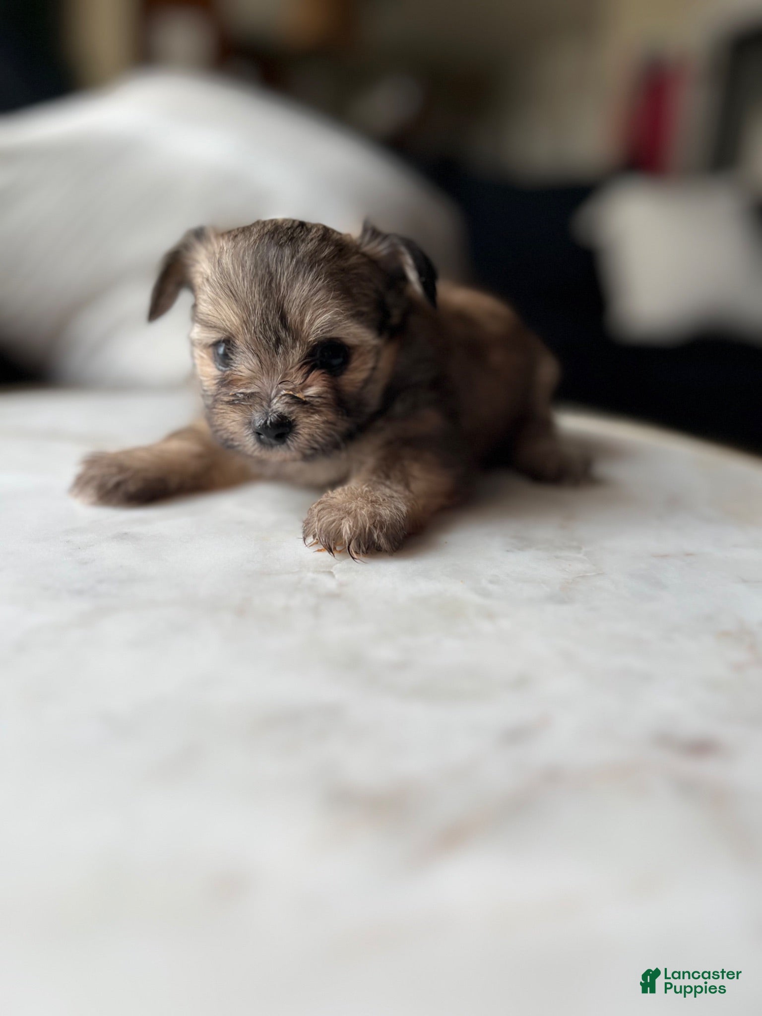 Mixed Breed dogs Mixed Breed 4 - Ad 24