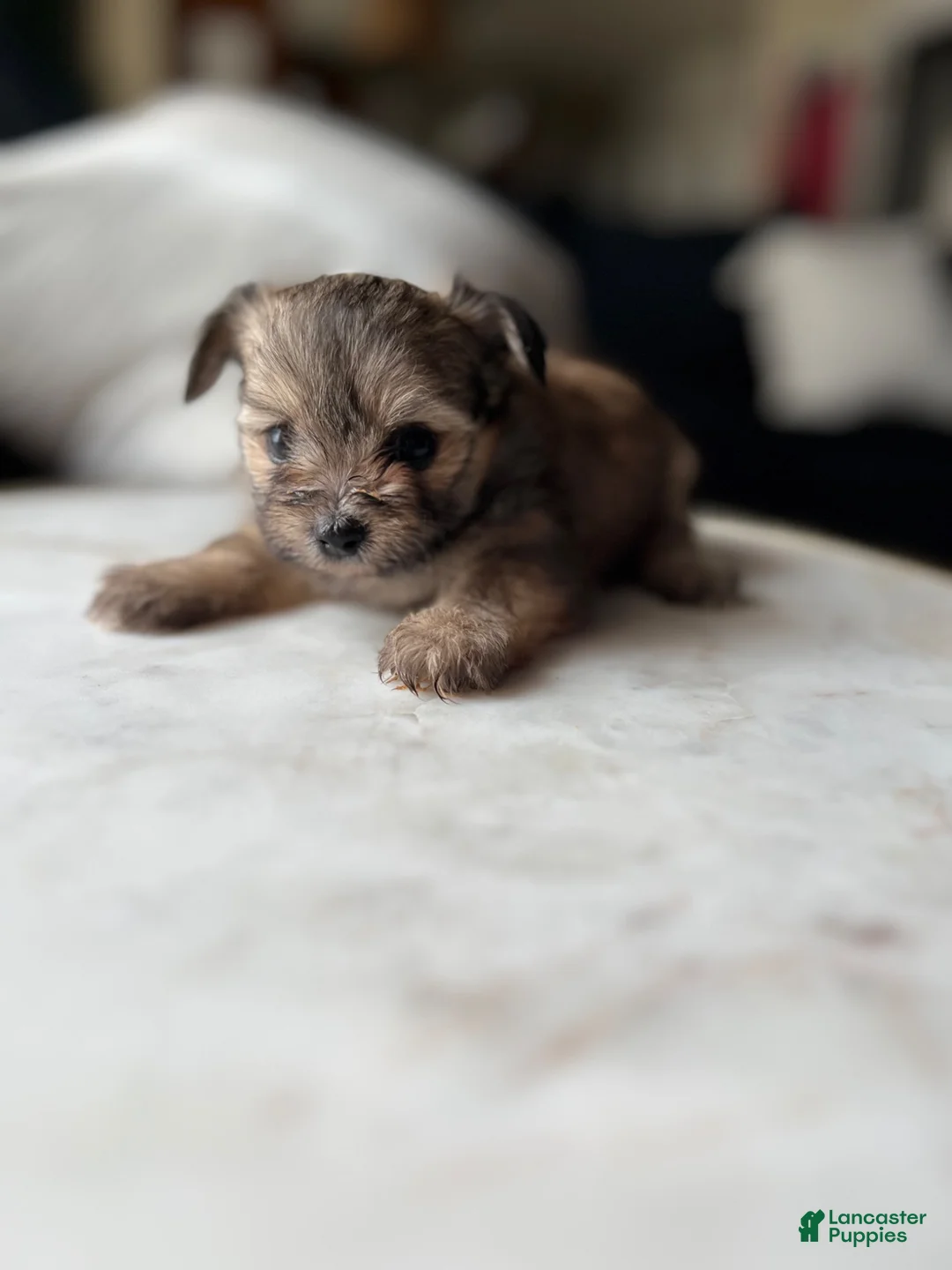 Mixed Breed dogs for sale: Mixed Breed 4 - Ad 1