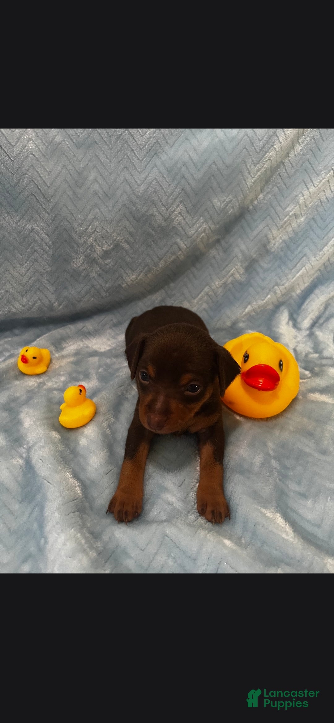 Miniature Pinscher dogs for sale: Miniature Pinscher 2 - Ad 33