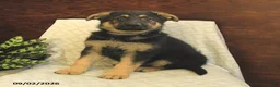German Shepherd dogs for sale: Milly - Ad 2