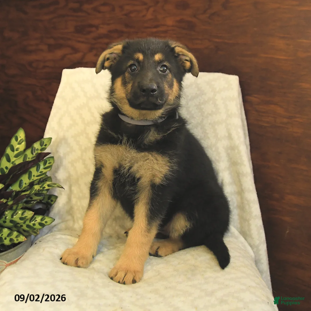German Shepherd dogs for sale: Milly - Ad 2