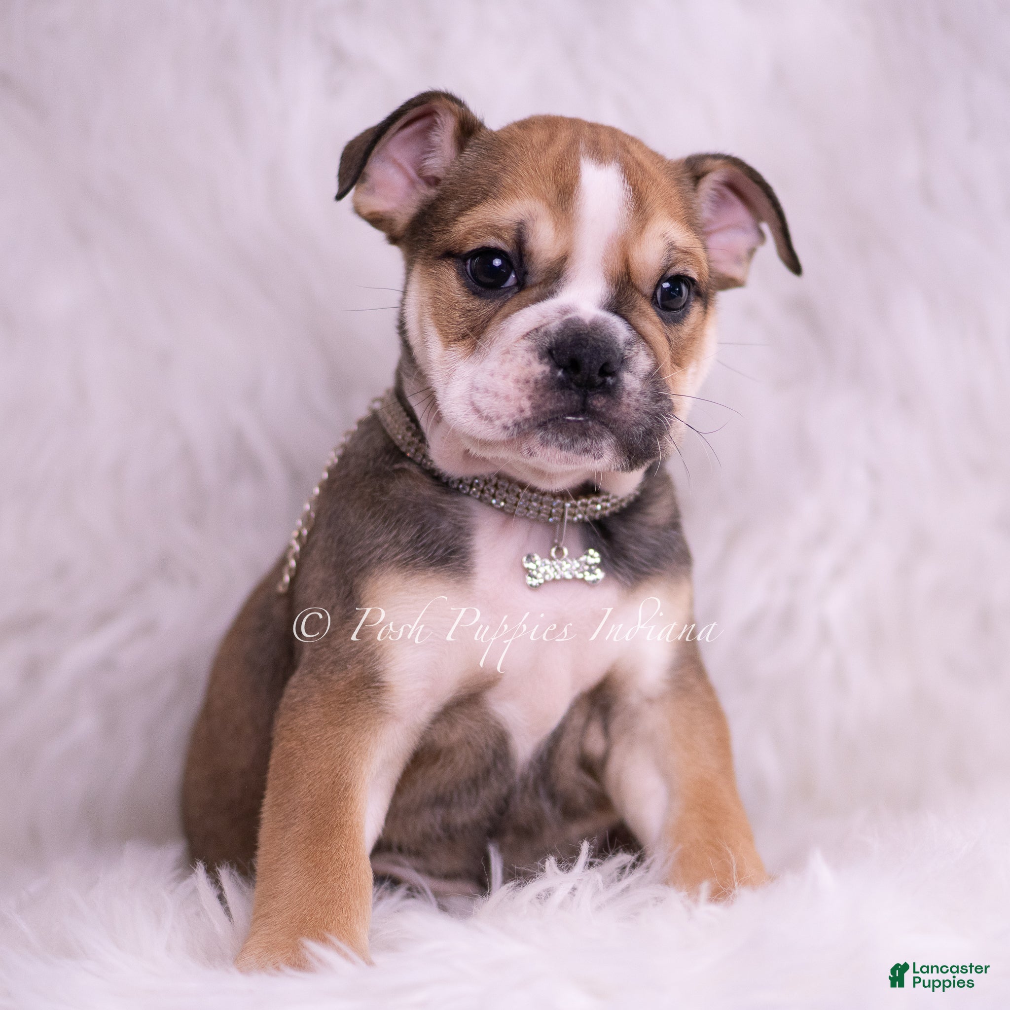 English Bulldog dogs Mater - Ad 1