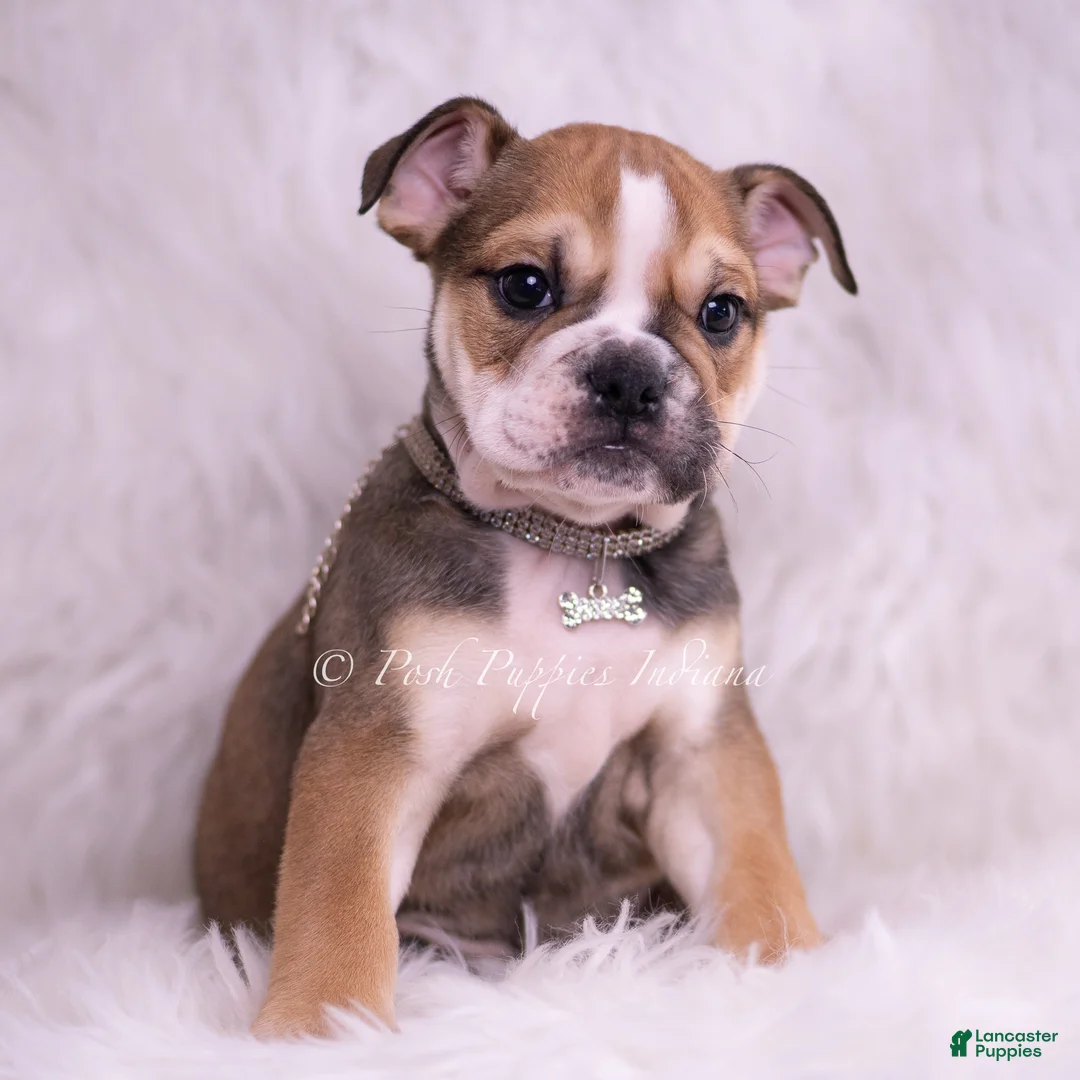 English Bulldog dogs for sale: Mater - Ad 1