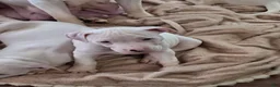 American Pit Bull Terrier dogs for sale: American Pit Bull Terrier 2 - Ad 5