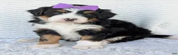 Mini Bernedoodle dogs for sale: Mini Bobbin  - Ad 16