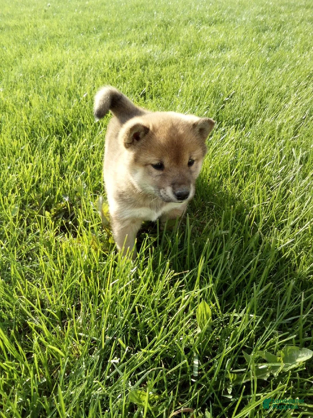 Shiba Inu dogs for sale: Gina - Ad 4