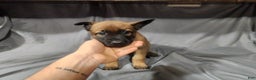 Belgian Malinois dogs for sale: Dark Green  - Ad 10