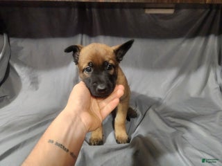 Belgian Malinois dogs - Ad 35