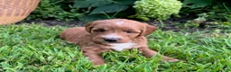 Mini Goldendoodle dogs for sale: Lucy - Ad 4
