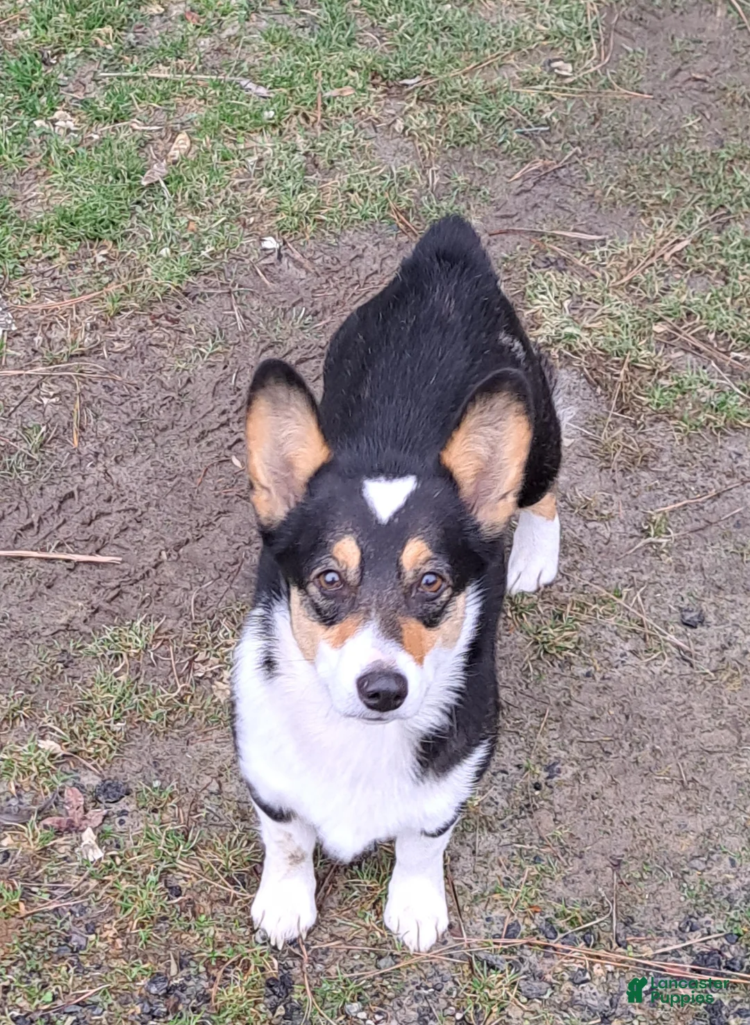 Welsh Corgi Pembroke dogs for sale: Salvador Dali - Ad 3