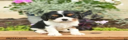 Cavalier King Charles Spaniel dogs for sale: Dreamer  - Ad 4
