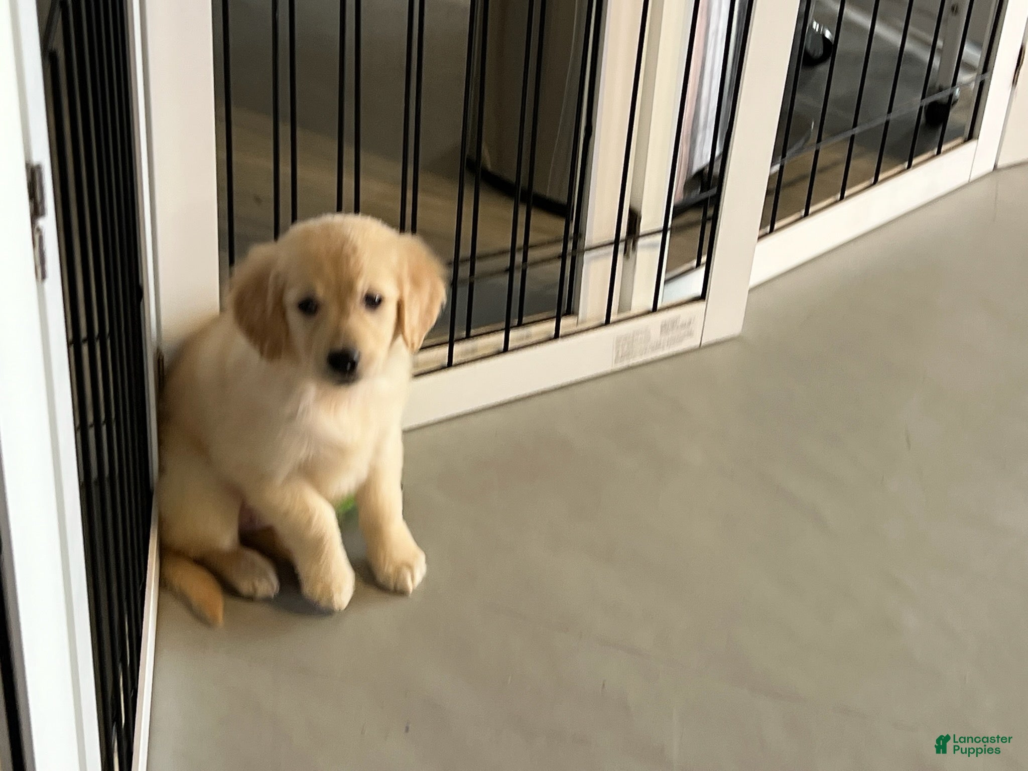 Golden Retriever dogs for sale: Girl - Ad 2
