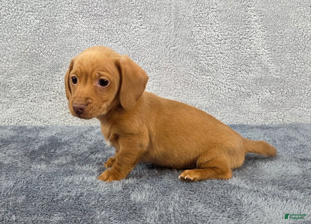Miniature Dachshund dogs for sale: Cooper  - Ad 5