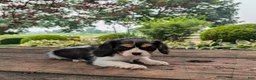 Cavalier King Charles Spaniel dogs for sale: Ricky - Ad 6