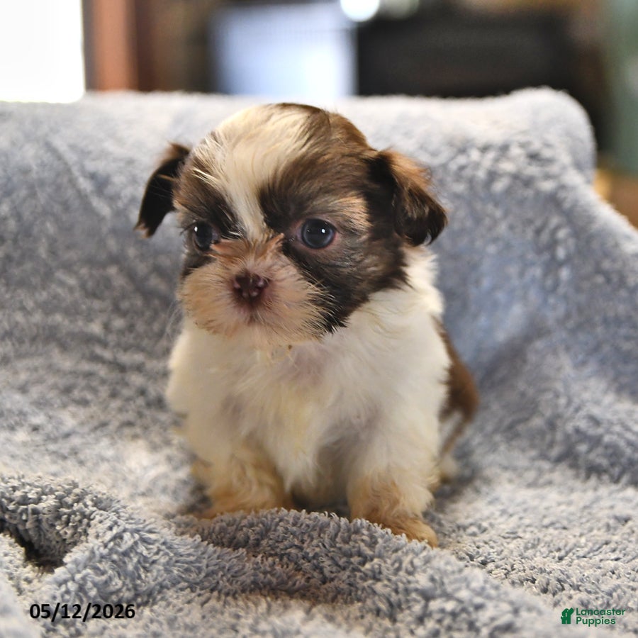 Shih Tzu dogs Lorraine - Ad 1