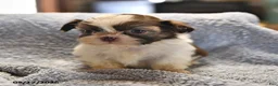 Shih Tzu dogs for sale: Lorraine - Ad 3