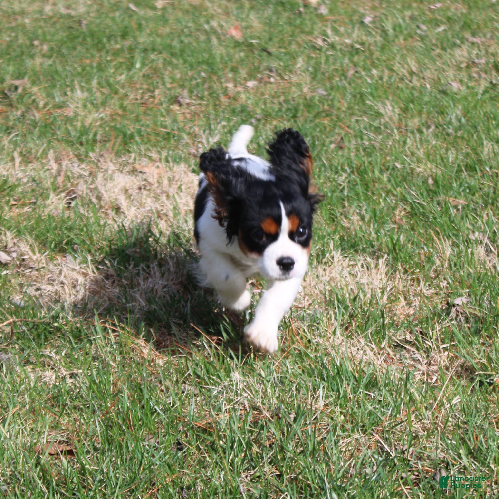 Cavalier King Charles Spaniel dogs Joey - House and Crate Trained - Ad 2