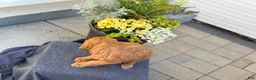 Goldendoodle dogs for sale: Trudy - Ad 7