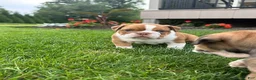 English Bulldog dogs for sale: Bella - Ad 7
