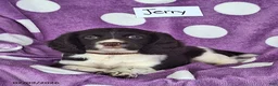 English Springer Spaniel dogs for sale: Jerry - Ad 5