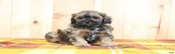 Shihpoo dogs for sale: Samuel - Ad 3