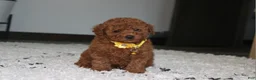 Toy Poodle dogs for sale: Arlo - Ad 3