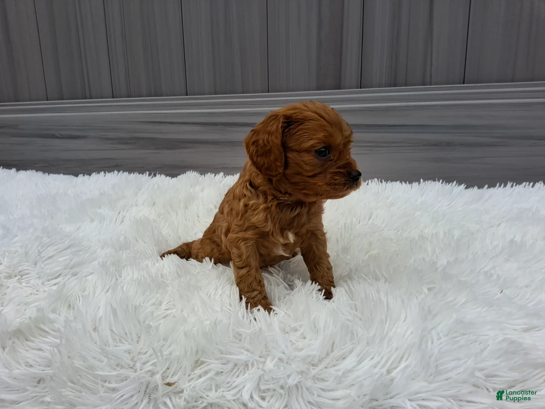 Cavapoo dogs for sale: Nugget - Ad 2