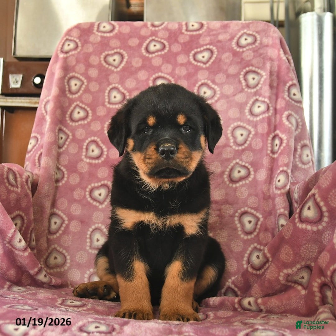 Rottweiler dogs for sale: Star  - Ad 3