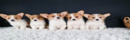 Welsh Corgi Pembroke dogs for sale: Izzy - Ad 20