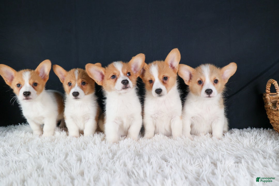 Welsh Corgi Pembroke dogs for sale: Izzy - Ad 20