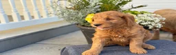 Goldendoodle dogs for sale: Turner - Ad 12