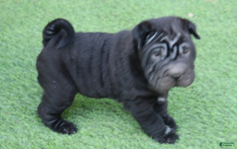 Shar Pei dogs Valerie - Ad 2