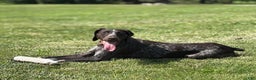 German Shorthaired Pointer dogs for sale: Cookie - Ad 7
