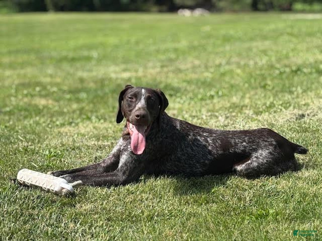 German Shorthaired Pointer dogs for sale: Cookie - Ad 7