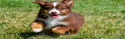 Miniature Australian Shepherd dogs for sale: Nolan - Ad 5