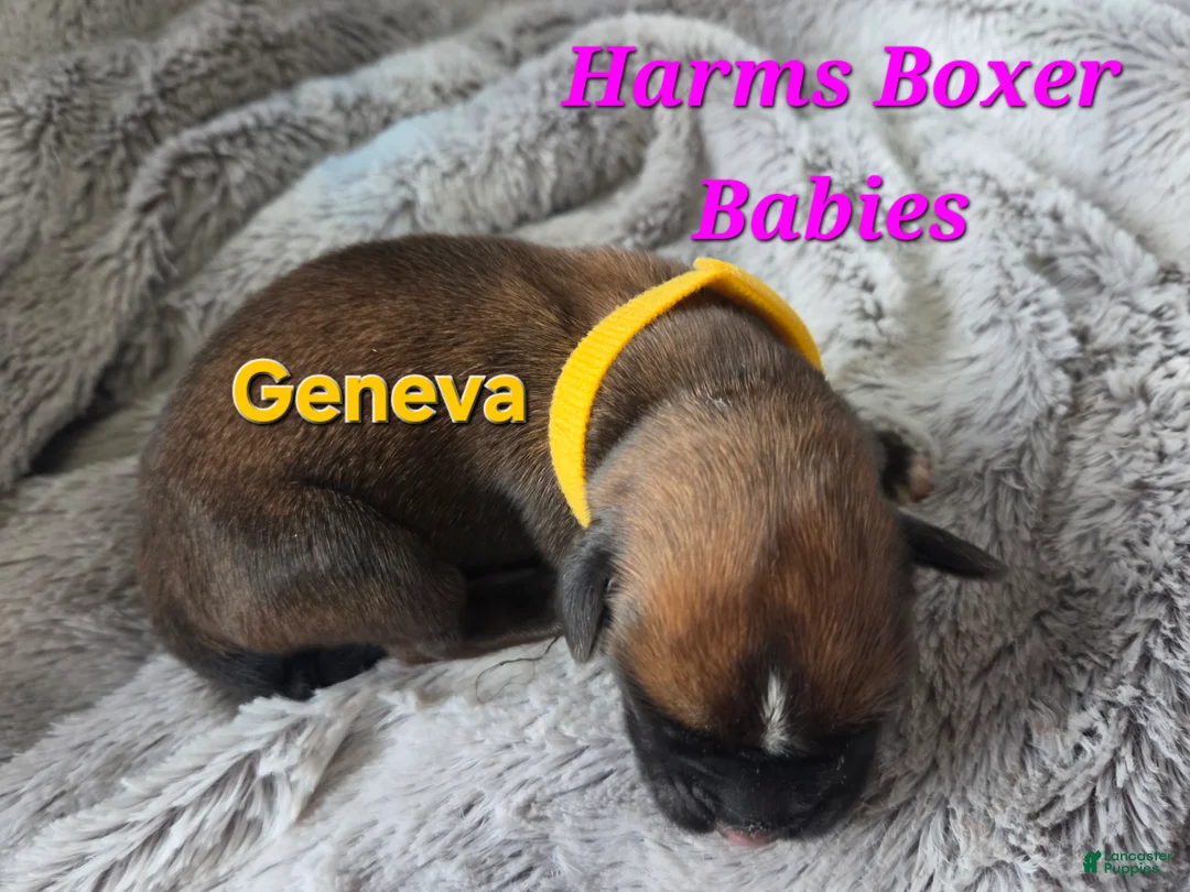 Boxer dogs for sale: Geneva - Ad 2