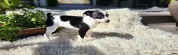 Chihuahua dogs for sale: Carmen - Ad 11