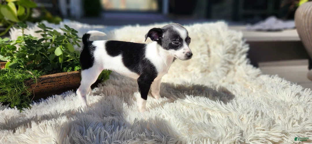 Chihuahua dogs for sale: Carmen - Ad 11