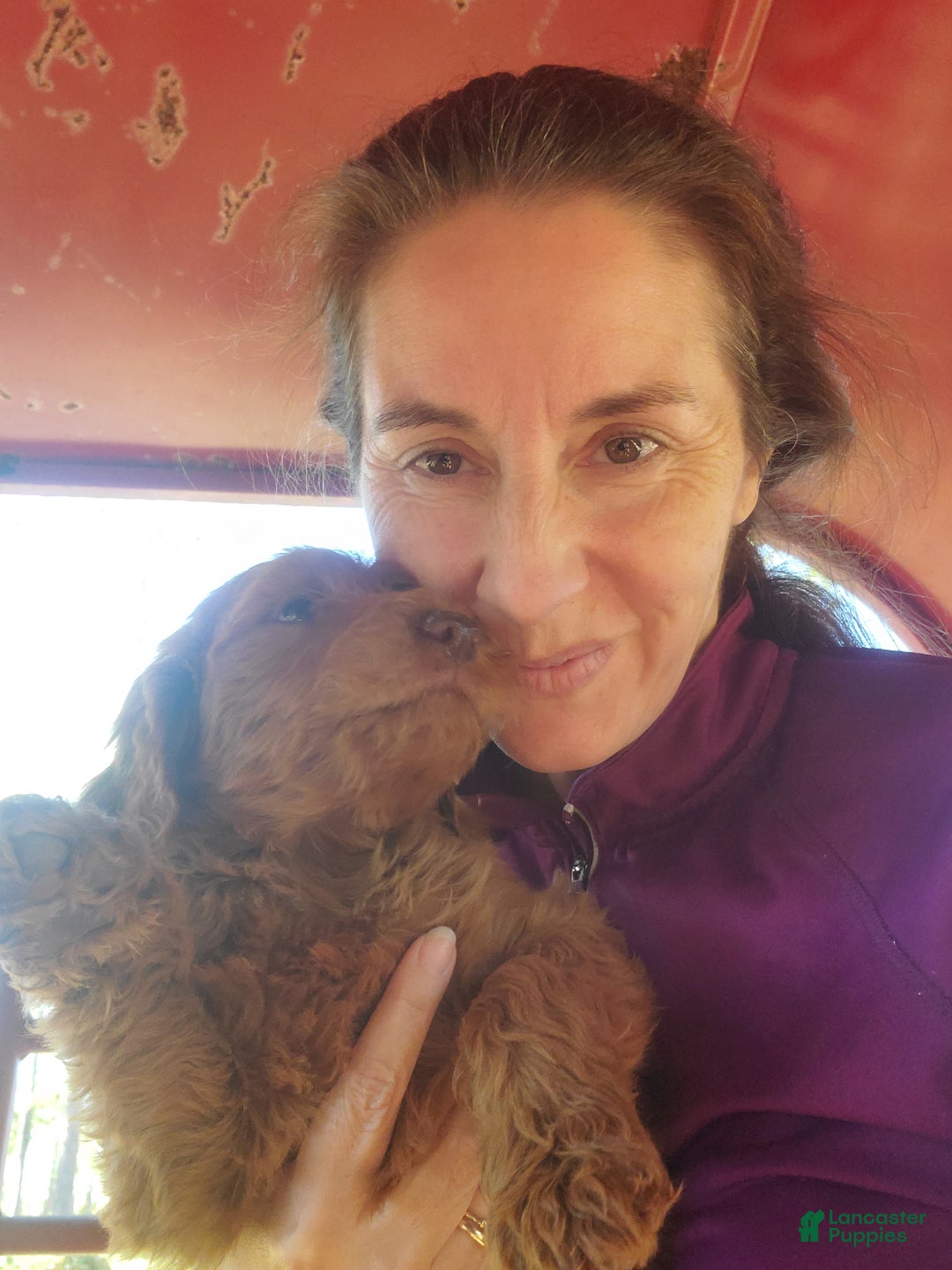 Goldendoodle dogs for sale: Bella - Ad 8