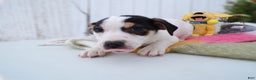 Jack Russell Terrier dogs for sale: Jack Russell Terrier Puppy 2 Louie - Ad 3