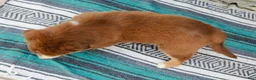 Australian Shepherd dogs for sale: Daisy - Ad 8