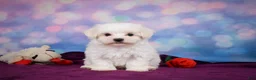 Maltese dogs for sale: Peanut - Ad 10