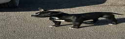 American Bully dogs for sale: Rocko - Ad 1