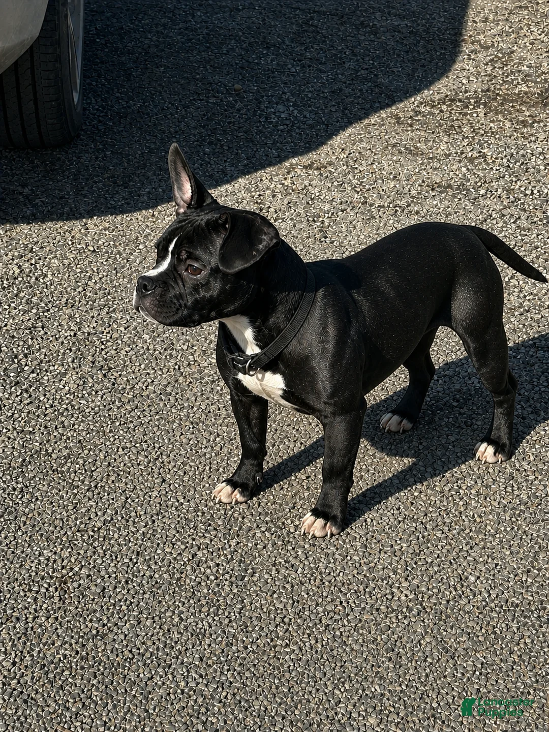 American Bully dogs for sale: Rocko - Ad 1