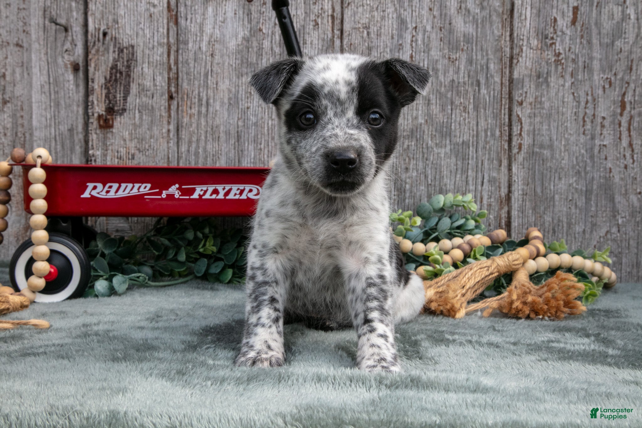 Mixed Breed dogs Sage - Ad 2