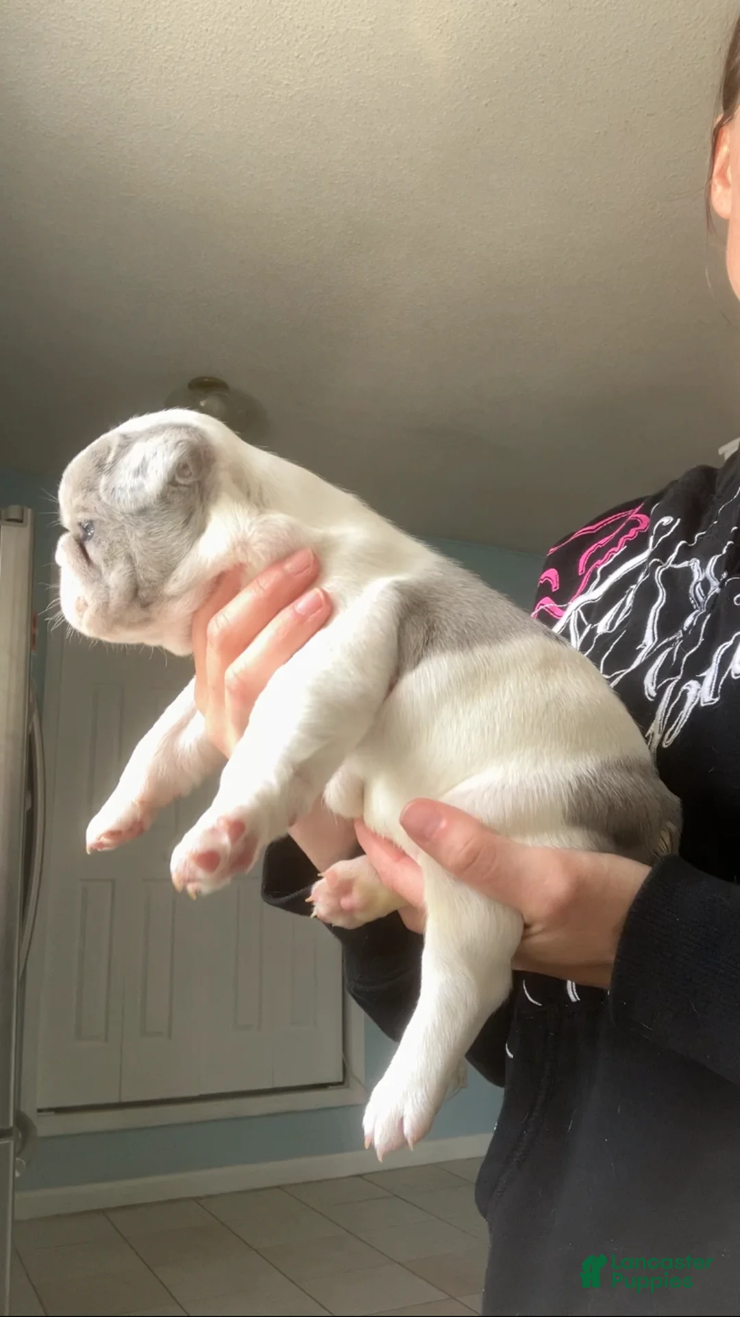 French Bulldog dogs for sale: Blue Merle Pied - Ad 2