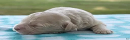 Mini Goldendoodle dogs for sale: Viking - Ad 9