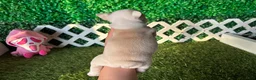 French Bulldog dogs for sale: French Bulldog 2 - Ad 4